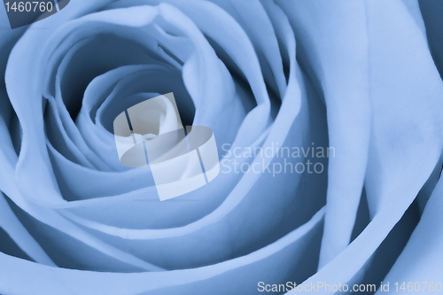 Image of blue rose close up
