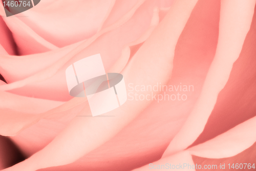 Image of pink rose close up