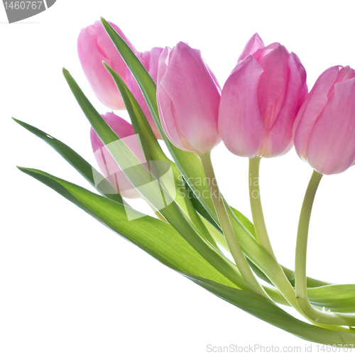 Image of pink tulips