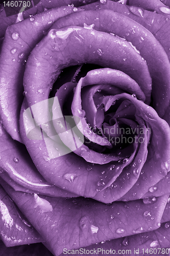 Image of violet rose