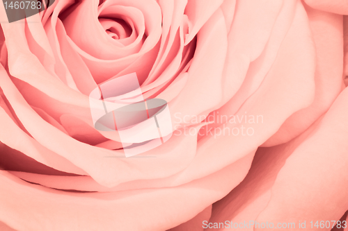 Image of pink rose close up
