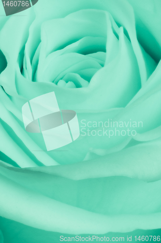 Image of green rose close up