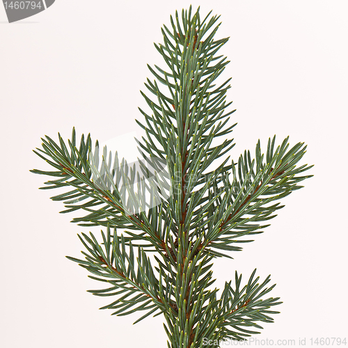 Image of Christmas tree decoration