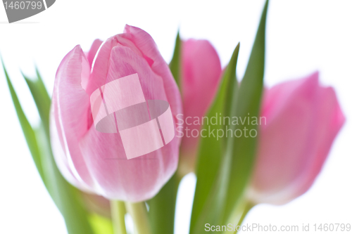 Image of pink tulips