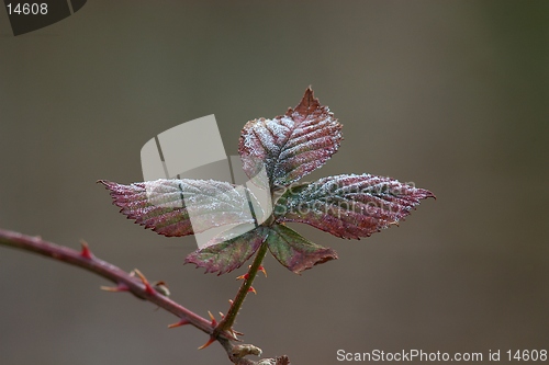 Image of Blackberry leaf at the end of the winter