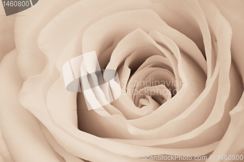 Image of white rose close up