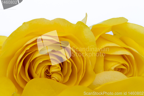 Image of yellow rose macro