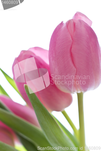Image of pink tulips