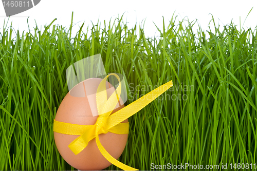 Image of easter egg and grass