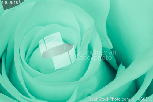 Image of green rose close up
