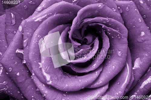 Image of violet rose
