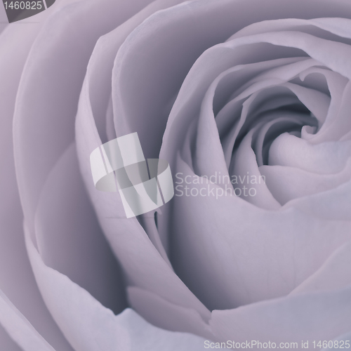 Image of rose macro