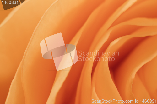 Image of orange rose macro