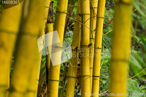 Image of bamboo (bumbusa vulgaris)