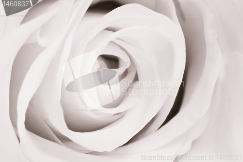 Image of white rose close up