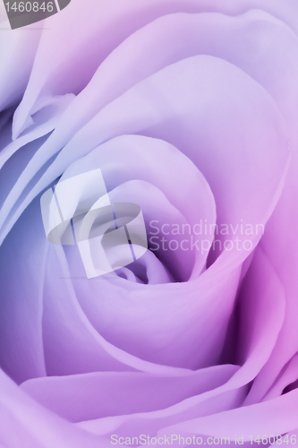 Image of multicolor rose