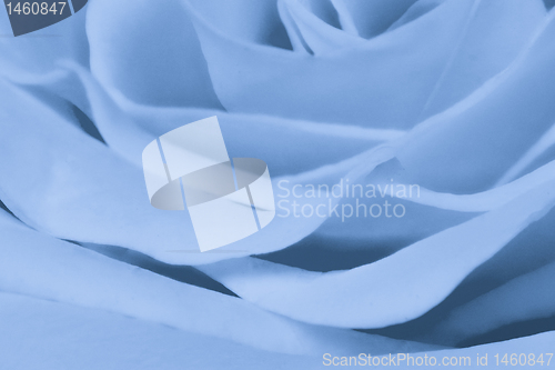 Image of blue rose close up