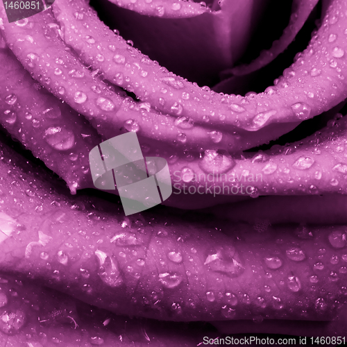 Image of pink rose