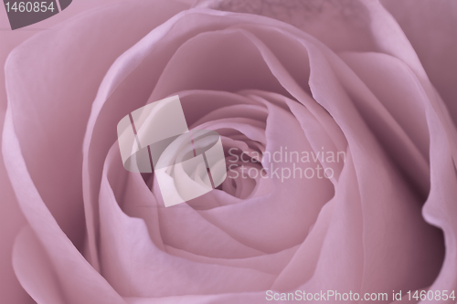 Image of pink rose macro