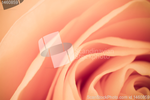 Image of orange rose macro