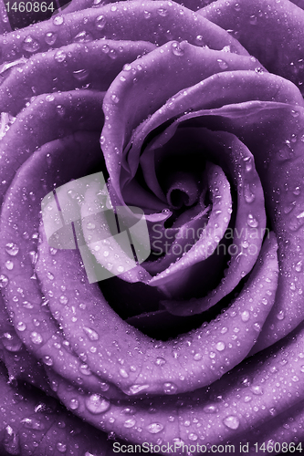 Image of violet rose