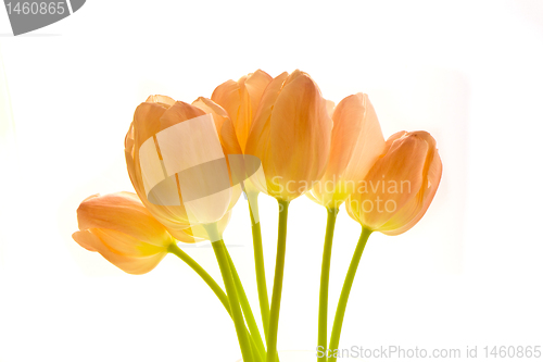 Image of bunch of tulips
