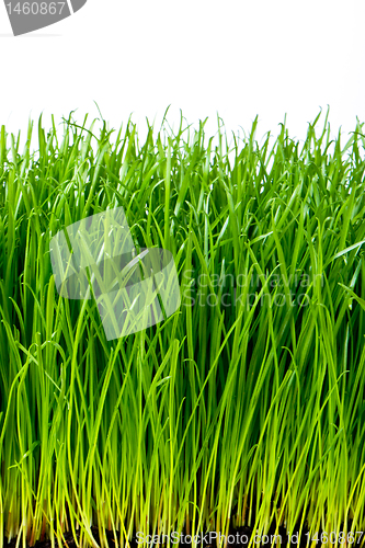 Image of green grass