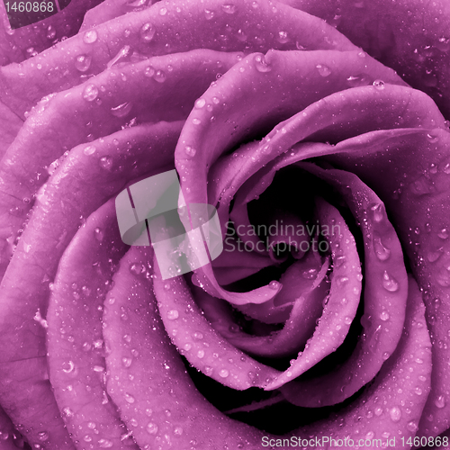 Image of pink rose