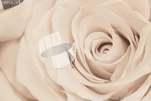 Image of white rose close up