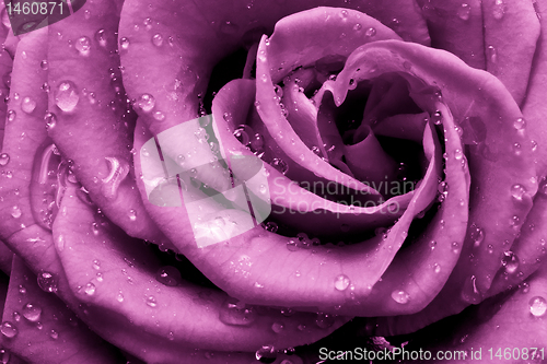 Image of pink rose