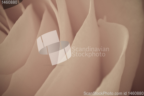 Image of rose macro