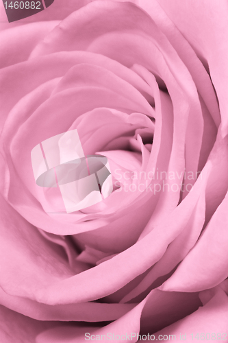 Image of pink rose close up