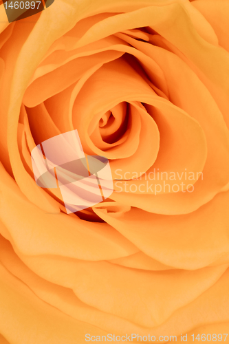 Image of orange rose close up
