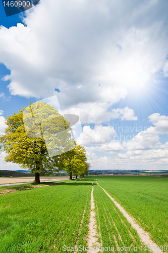 Image of green field