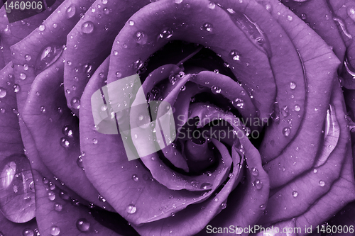 Image of violet rose