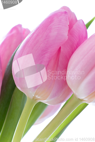 Image of pink tulips