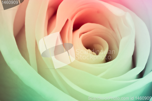 Image of multicolor rose