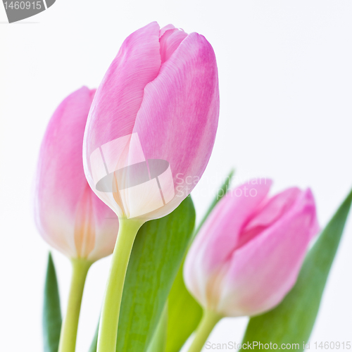 Image of pink tulips