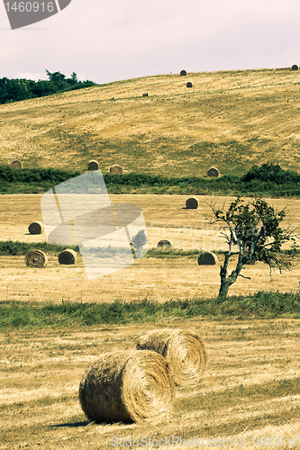 Image of Typical Tuscan landscape