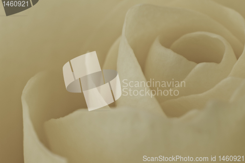 Image of white rose macro