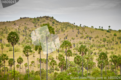 Image of Komodo Island landscape