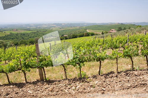 Image of Typical Tuscan landscape