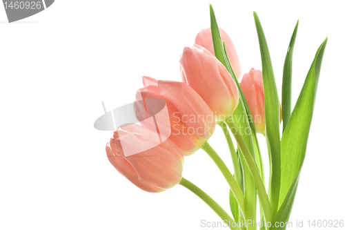 Image of tulip