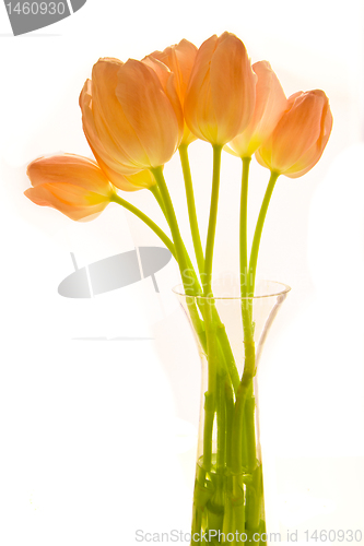 Image of bunch of tulips