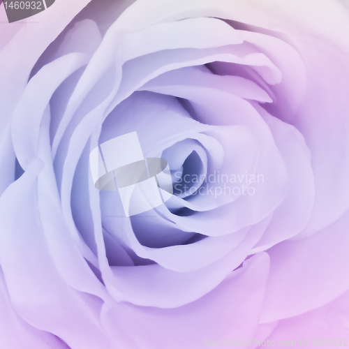 Image of multicolor rose