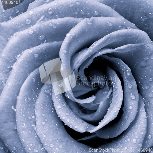 Image of blue rose