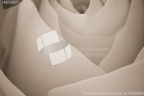 Image of white rose macro