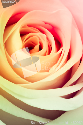 Image of multicolor rose