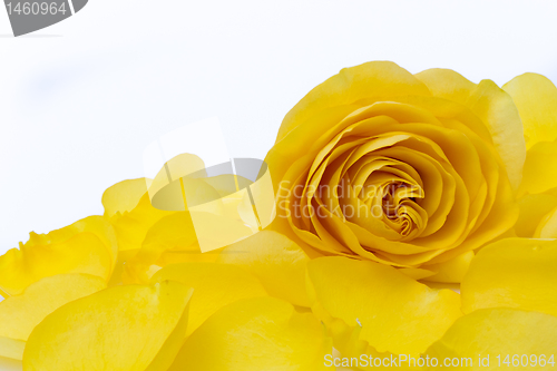 Image of yellow rose macro