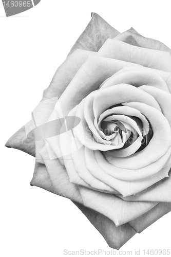 Image of white rose